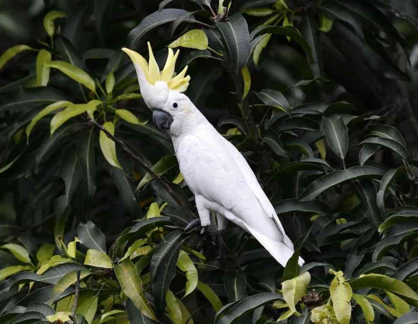 小葵花凤头鹦鹉