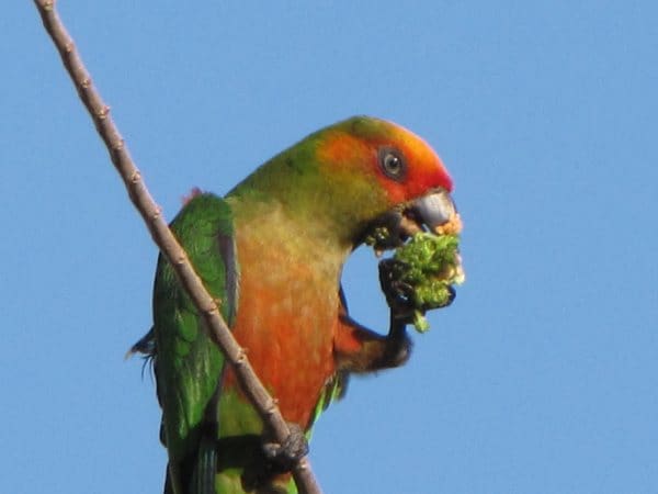 金帽锥尾鹦鹉