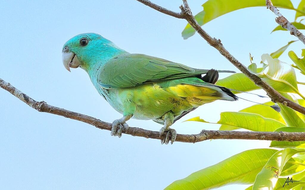 蓝头拍尾鹦鹉