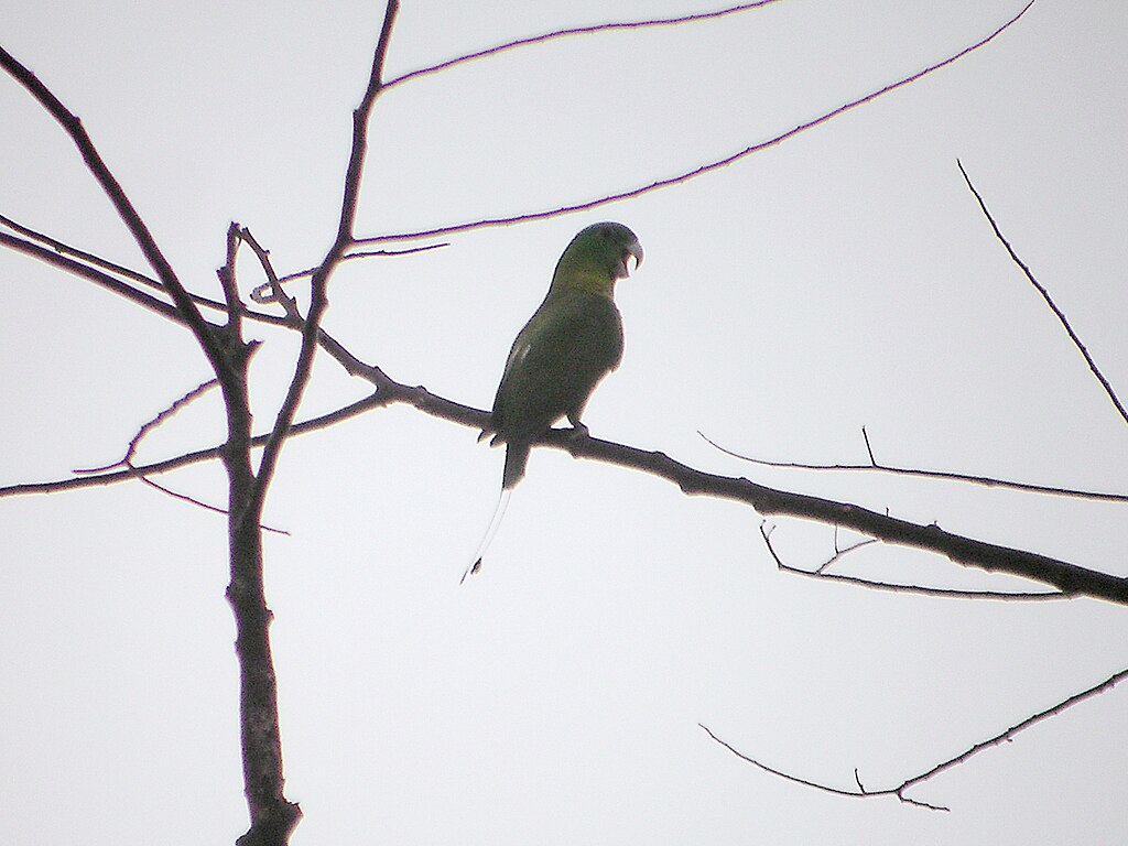 蓝冠拍尾鹦鹉