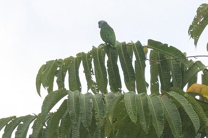 锡默卢鹦鹉