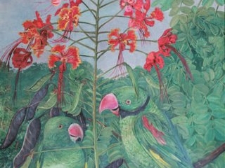 塞舌尔长尾鹦鹉