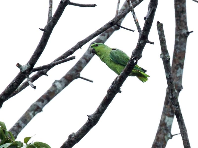 短尾鹦鹉