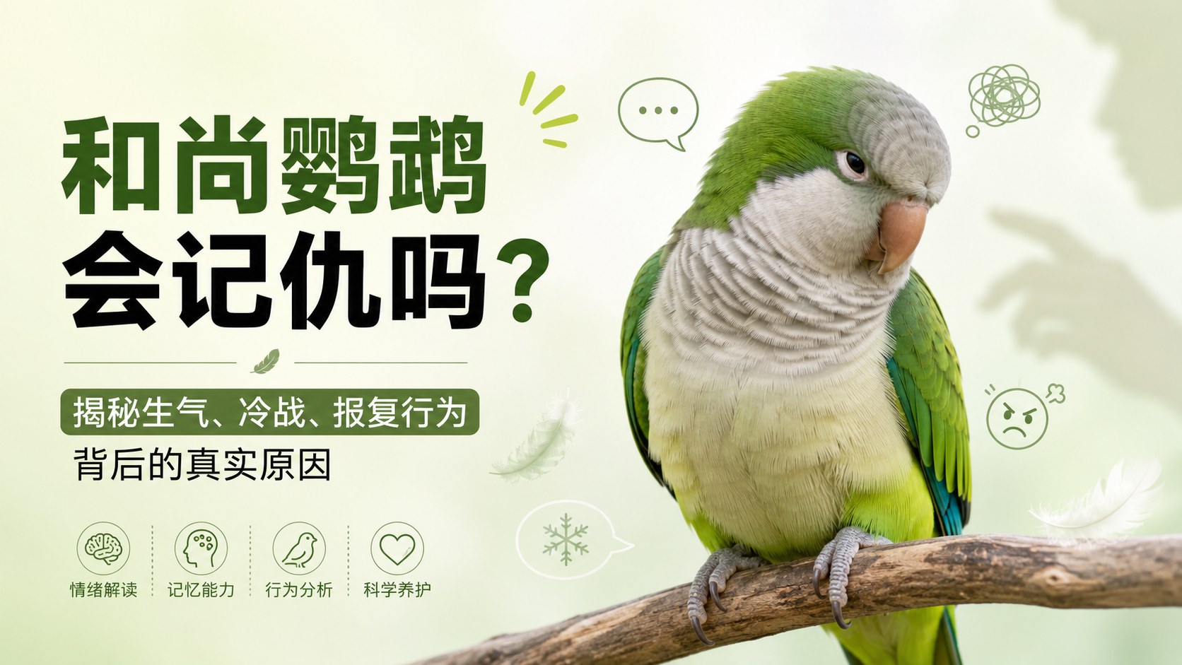 和尚鹦鹉会记仇吗?揭秘和尚鹦鹉“生气、冷战、报复行为”背后的真实原因