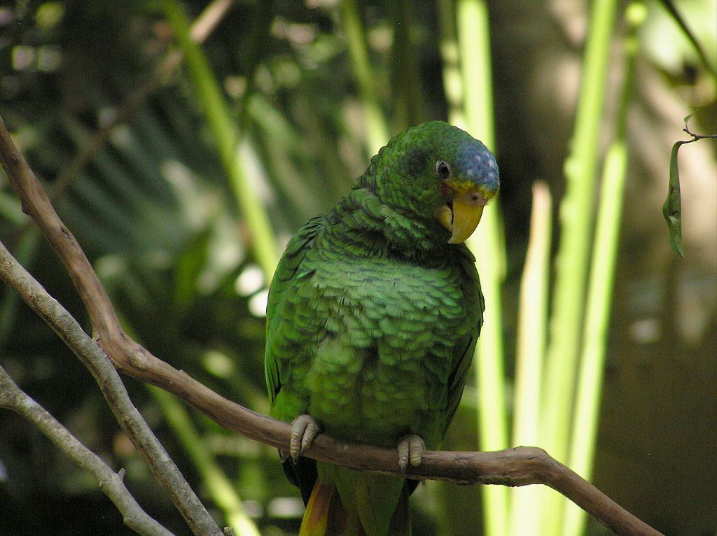 黄眼圈亚马逊鹦鹉