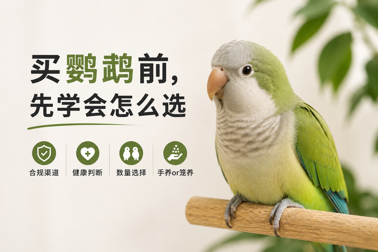 买鹦鹉前，先学会怎么选