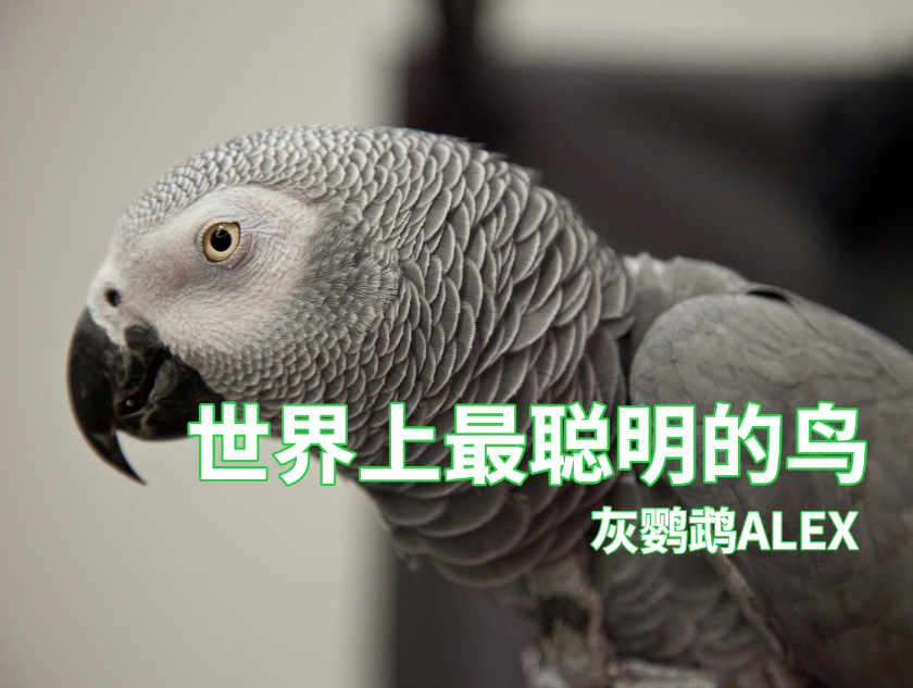 世界上最聪明的鹦鹉-非洲灰鹦鹉Alex