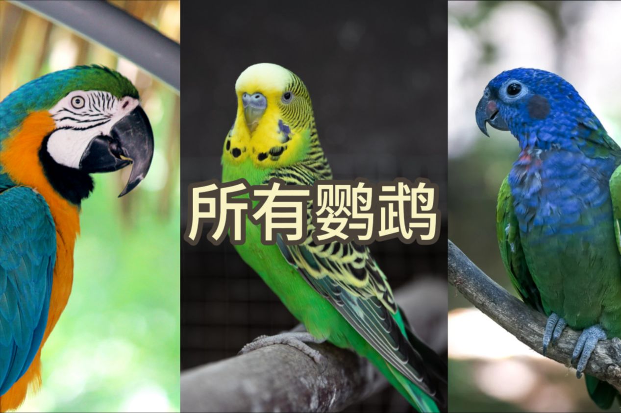 一个视频给你介绍所有的宠物鹦鹉