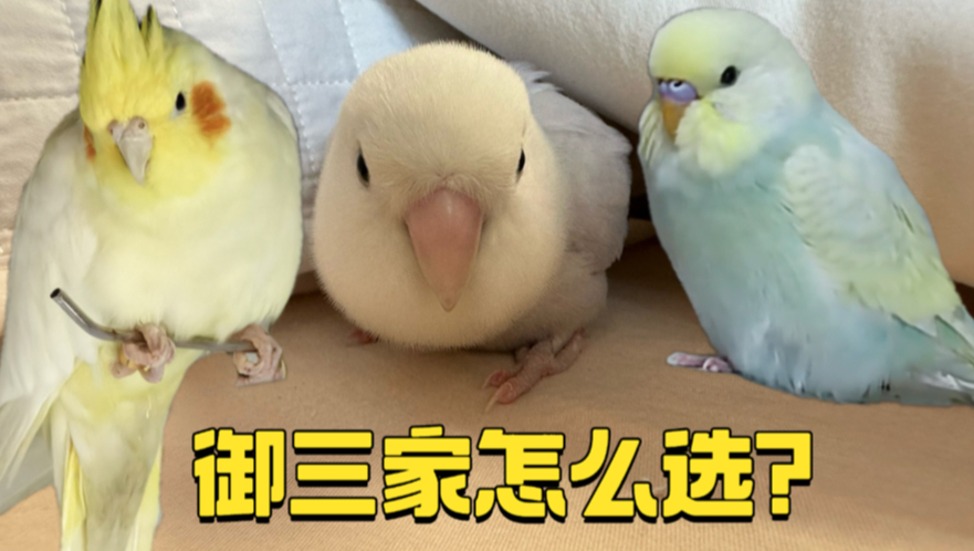 牡丹、虎皮、玄凤，三种鹦鹉怎么选？