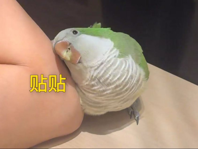 这么可爱的小东西是谁在养啊？