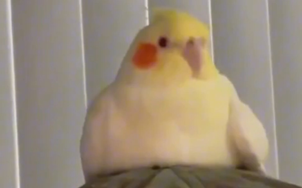 Tiktok上的离谱小鸟#20