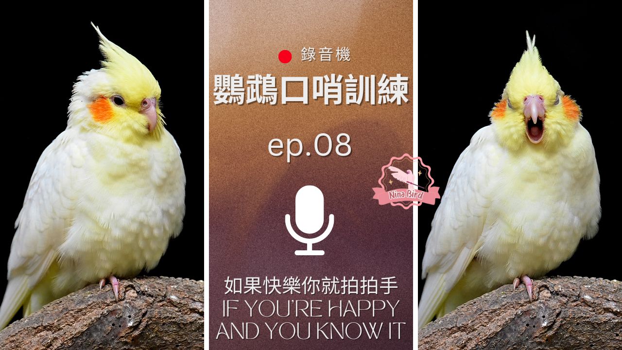 如果快樂你就拍拍手 If You're Happy and You Know It - 鸚鵡錄音機 鸚鵡口哨訓練 小雞網課