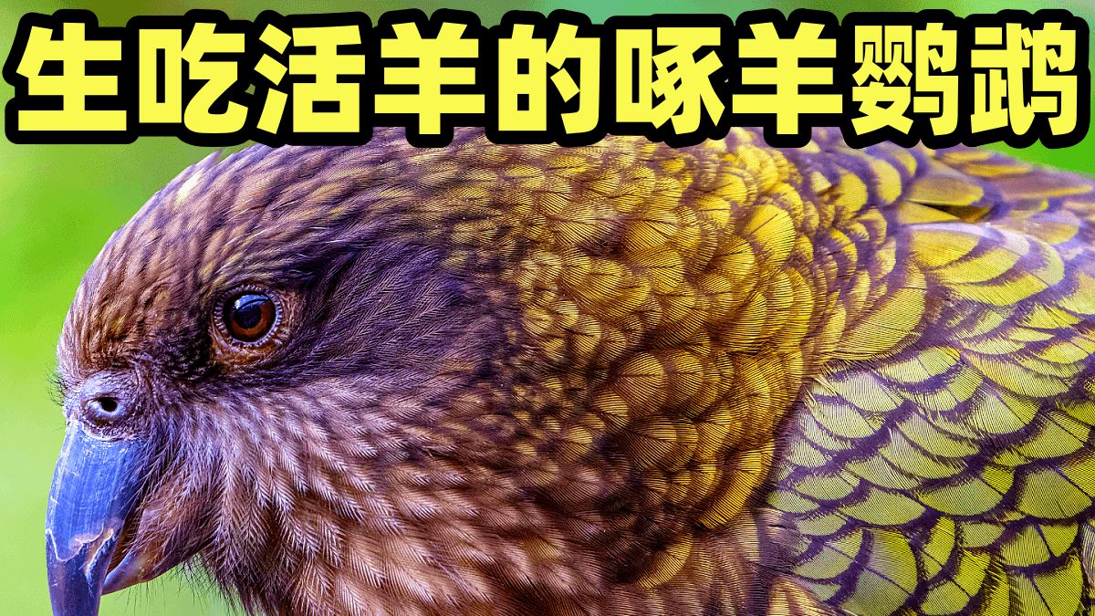 聪明至极的小偷，喜欢活吃的啄羊鹦鹉